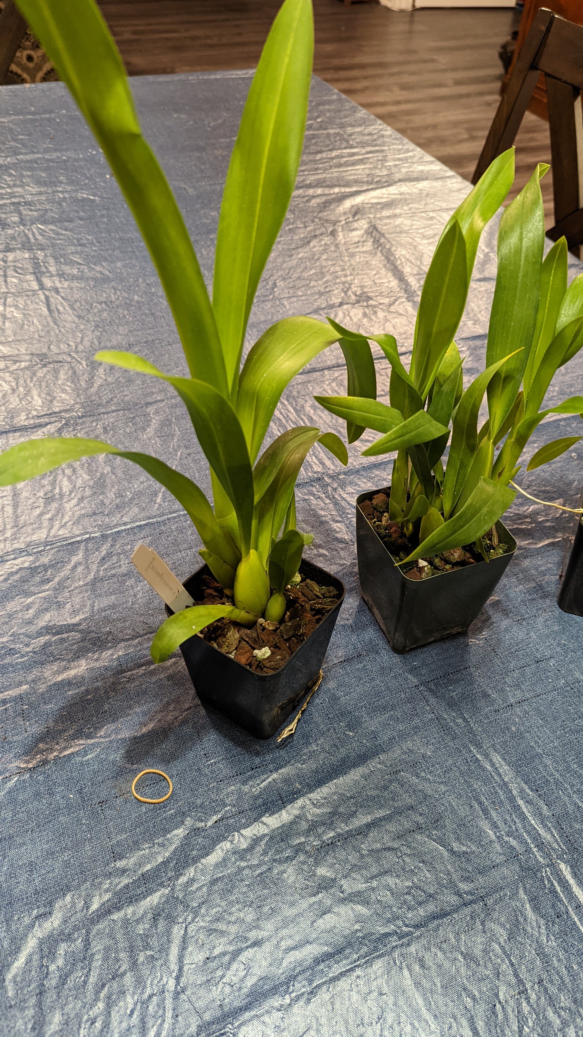 Mtssa. Charles M. Fitch 'Izumi' AM/AOS - Barefoot Orchids