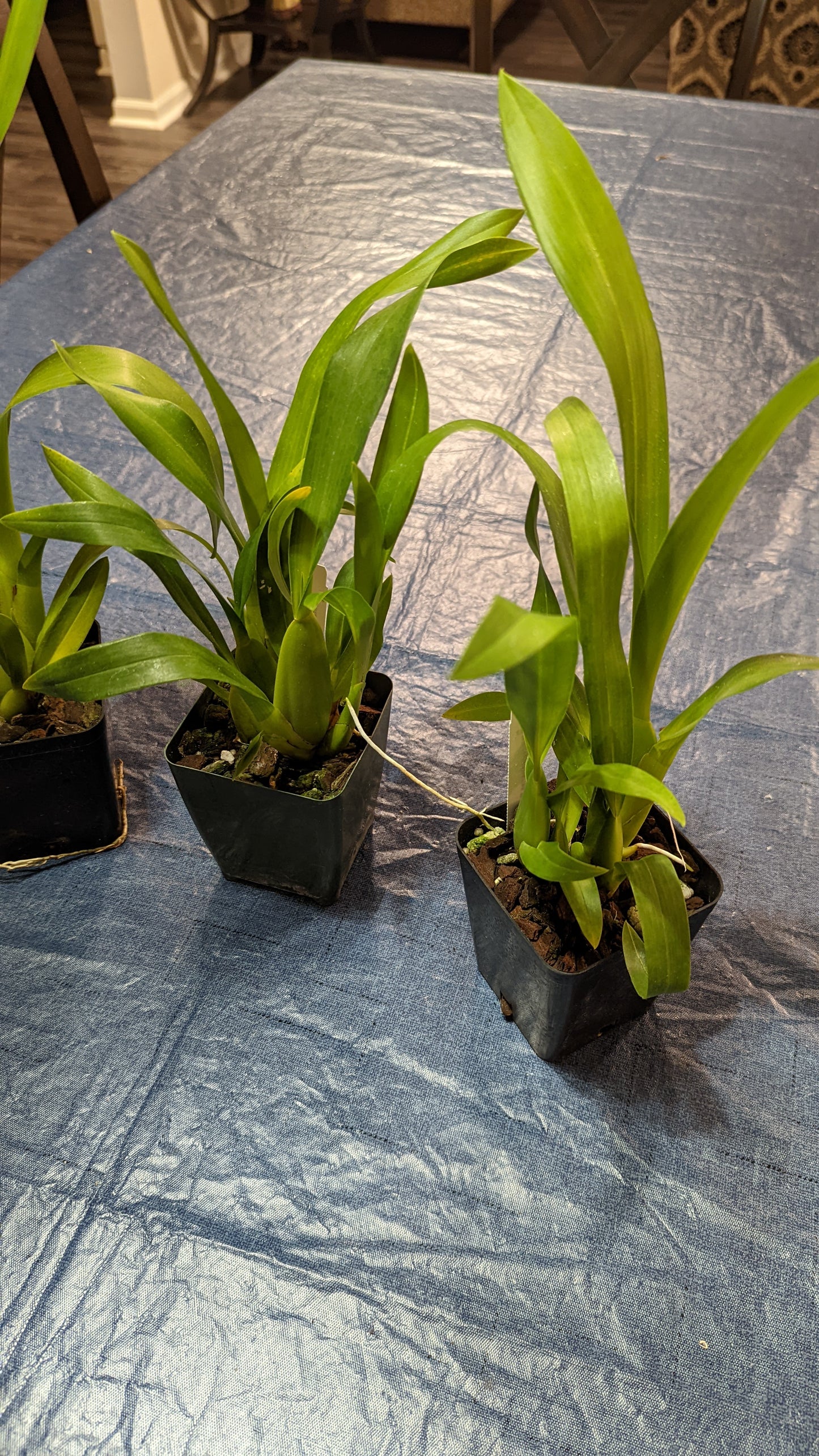 Mtssa. Charles M. Fitch 'Izumi' AM/AOS - Barefoot Orchids