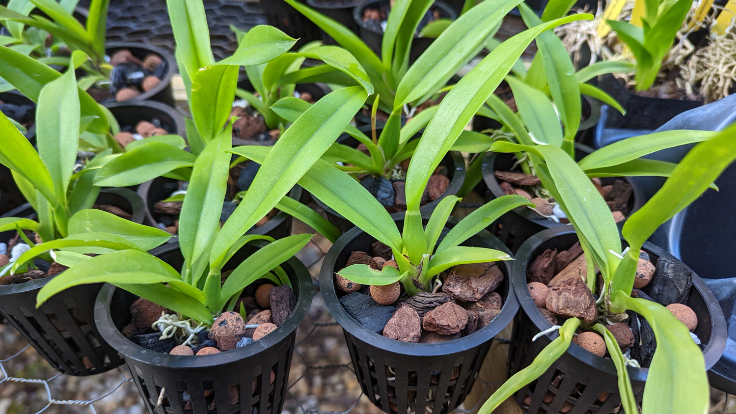 MINATURE Hwra. Lava Burst 'Puanani' AM/AOS - Barefoot Orchids