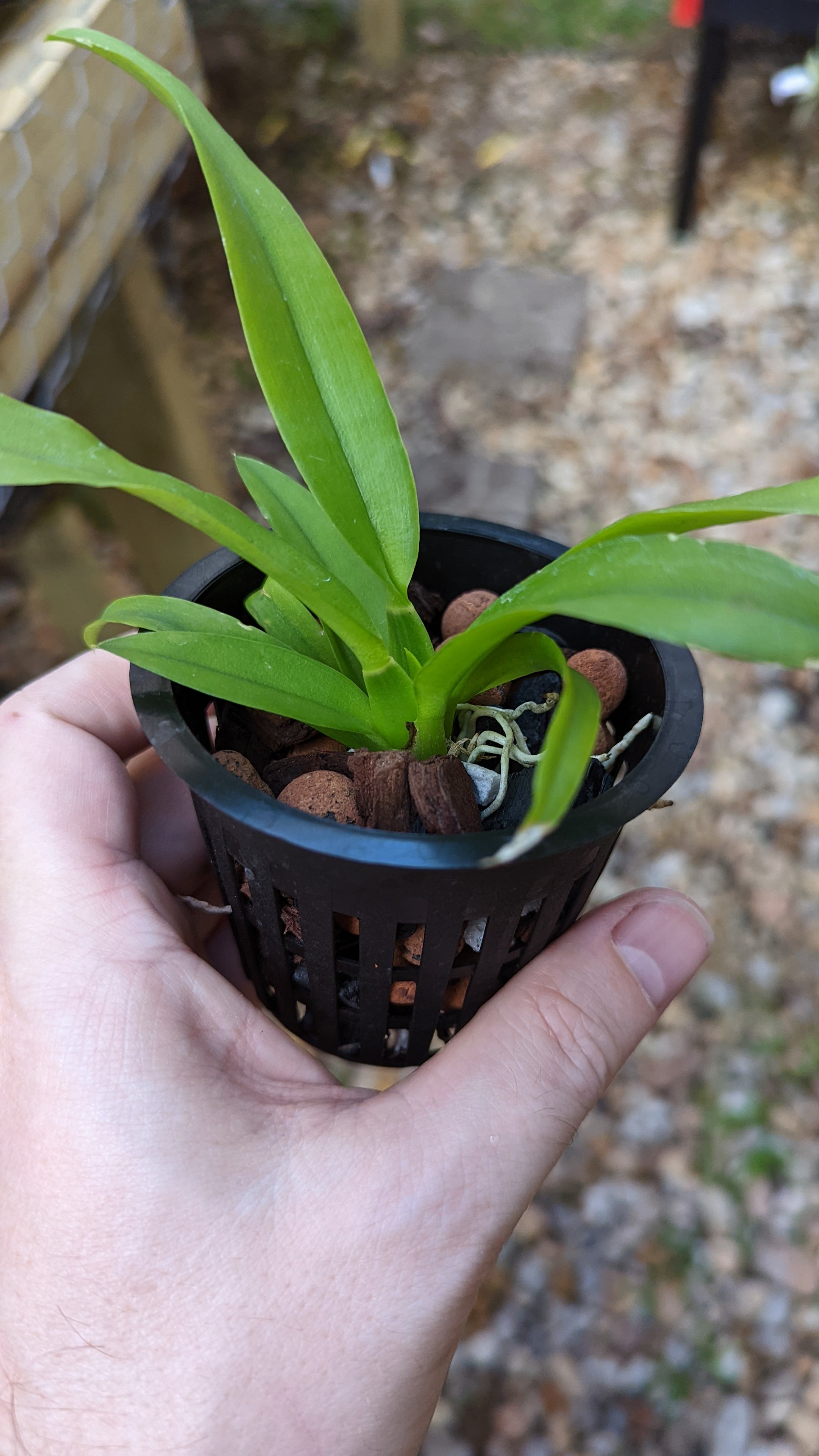 MINATURE Hwra. Lava Burst 'Puanani' AM/AOS - Barefoot Orchids