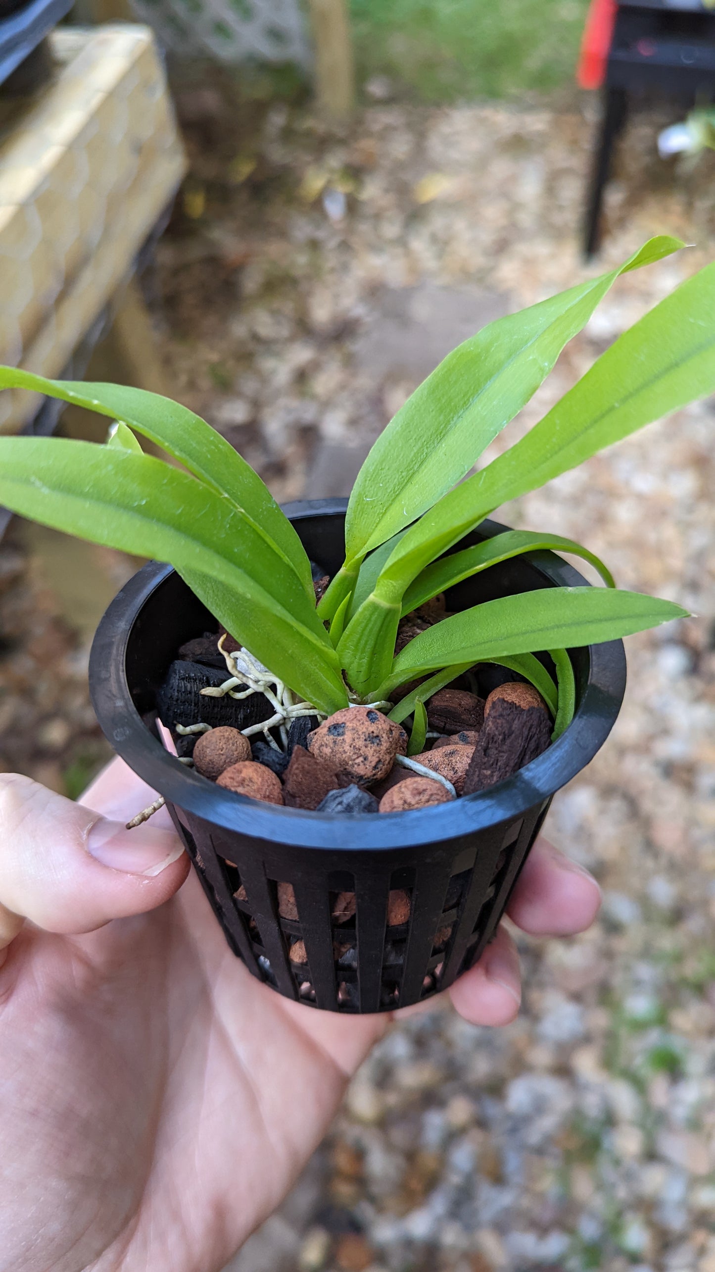 MINATURE Hwra. Lava Burst 'Puanani' AM/AOS - Barefoot Orchids