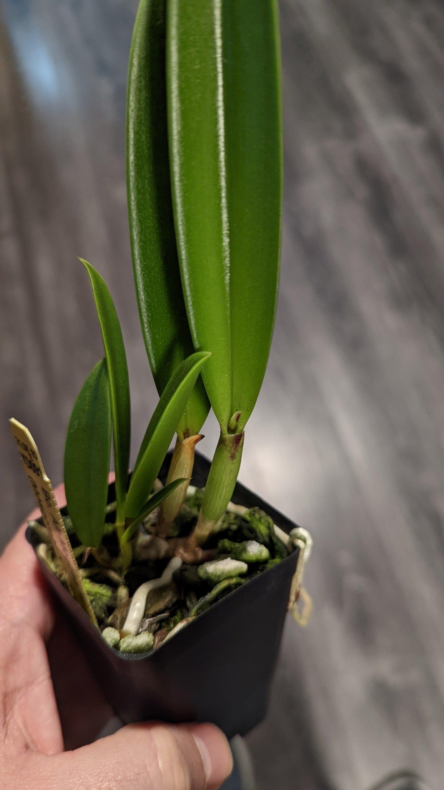 Brassocattleya Air Mosoa 'Mickey Mouse' - Barefoot Orchids