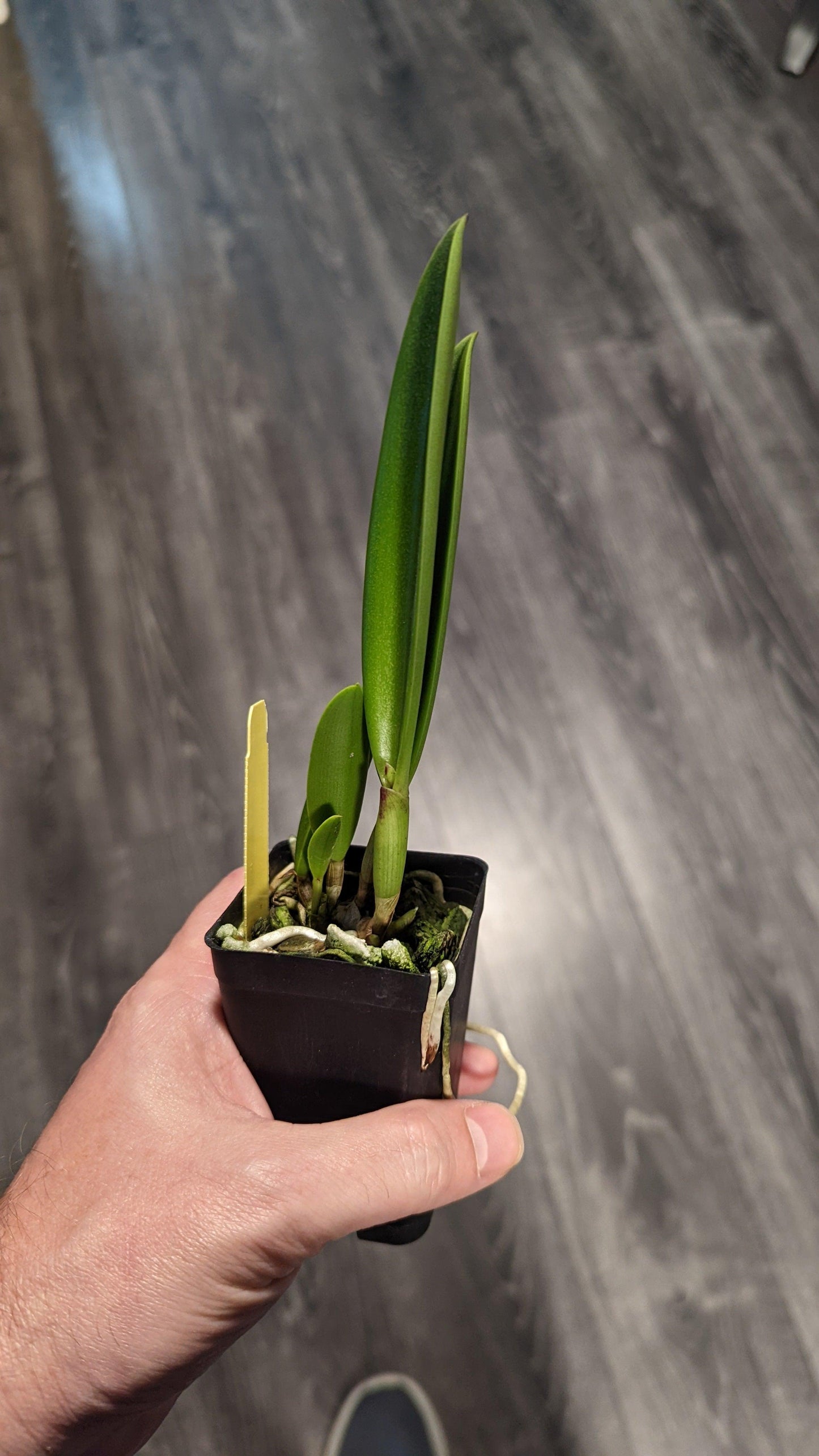 Brassocattleya Air Mosoa 'Mickey Mouse' - Barefoot Orchids