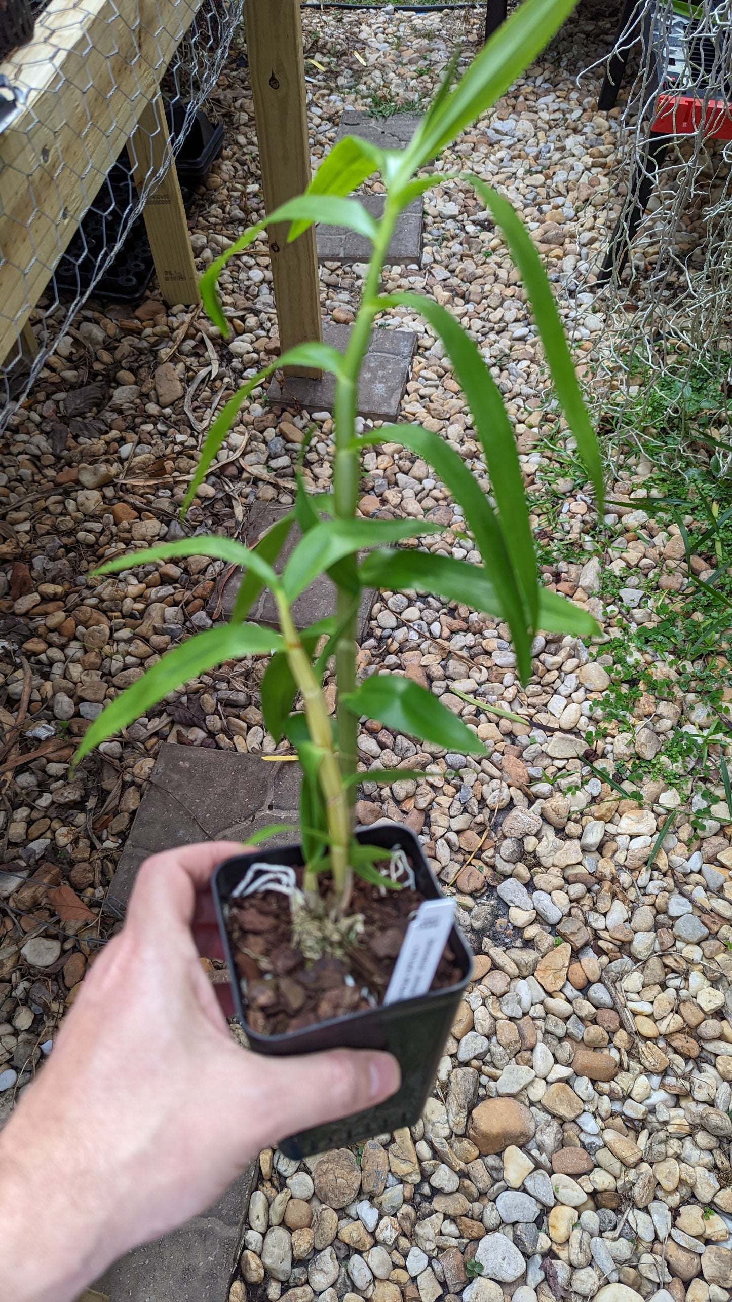 Dendrobium smillieae "Lee x HR Grant" - Barefoot Orchids