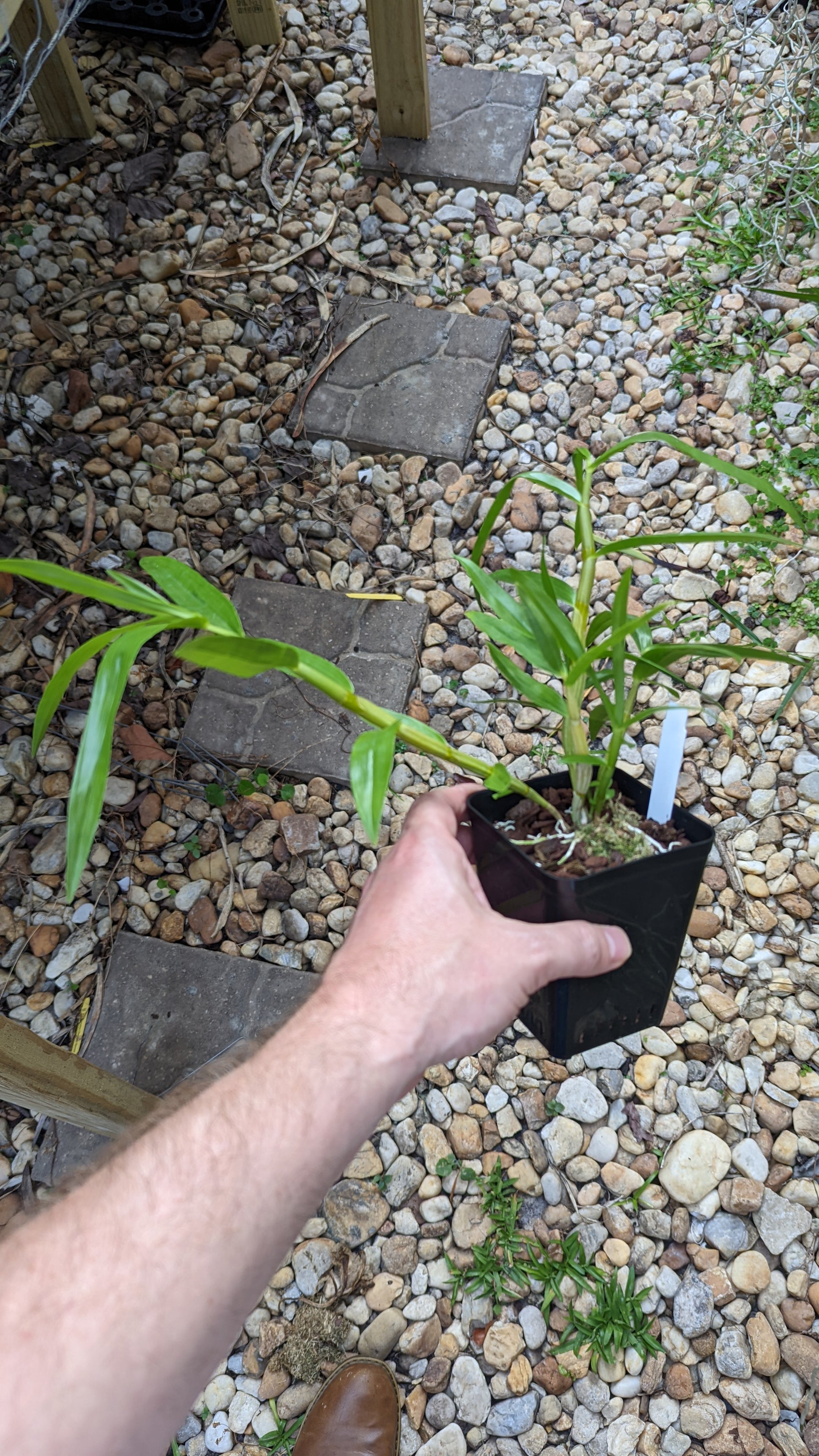 Dendrobium smillieae "Lee x HR Grant" - Barefoot Orchids