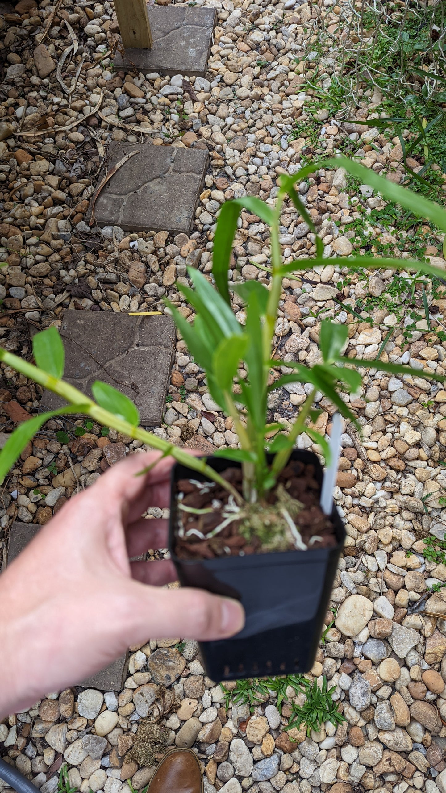 Dendrobium smillieae "Lee x HR Grant" - Barefoot Orchids