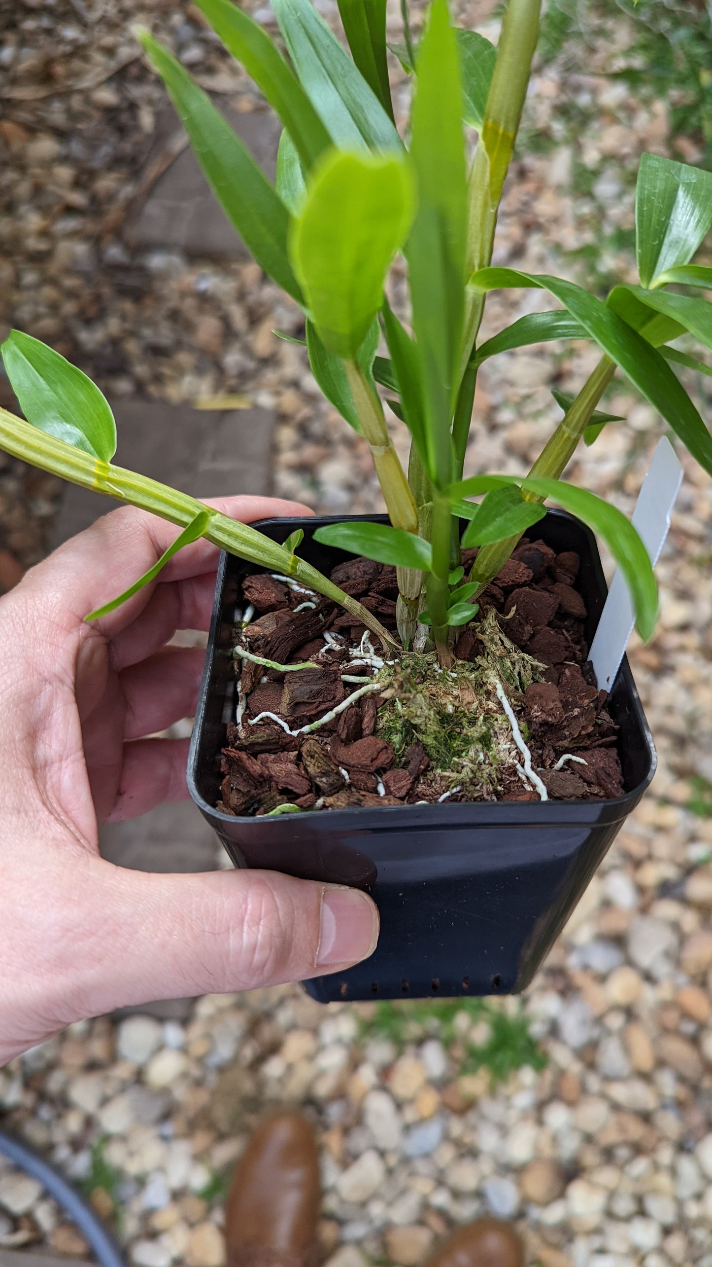 Dendrobium smillieae "Lee x HR Grant" - Barefoot Orchids