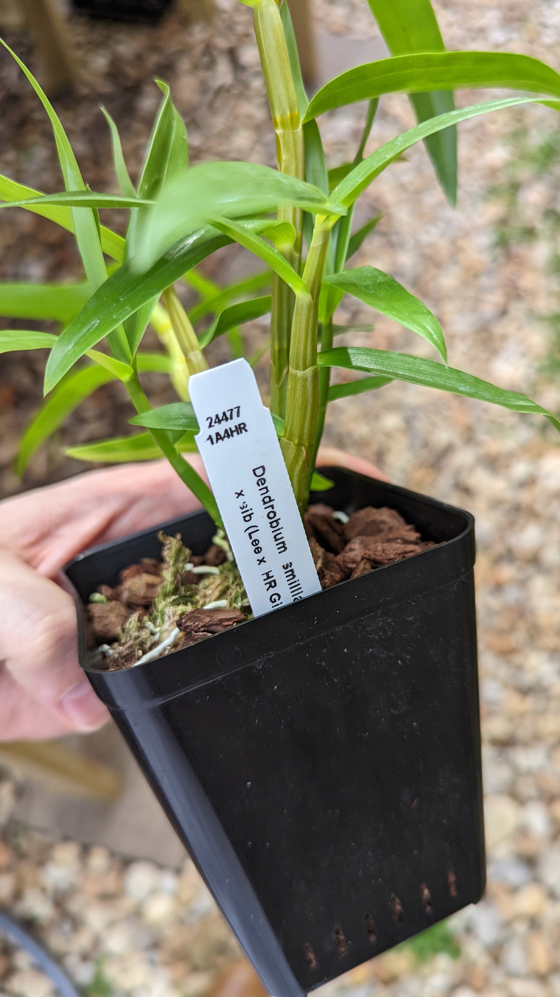 Dendrobium smillieae "Lee x HR Grant" - Barefoot Orchids