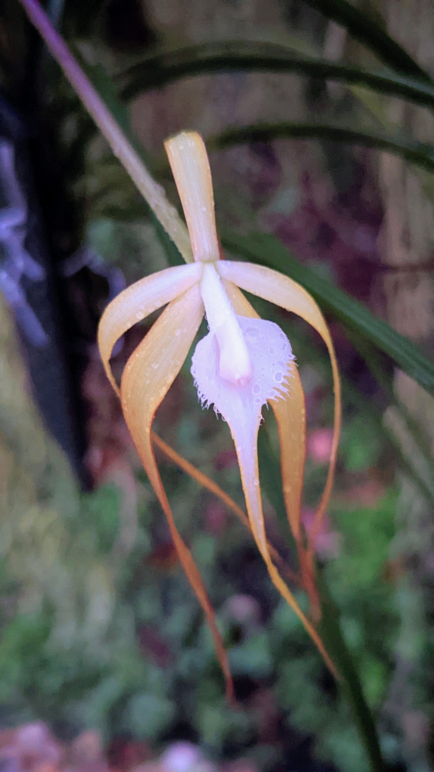 Brassavola appendiculata | Blooming size not in bloom