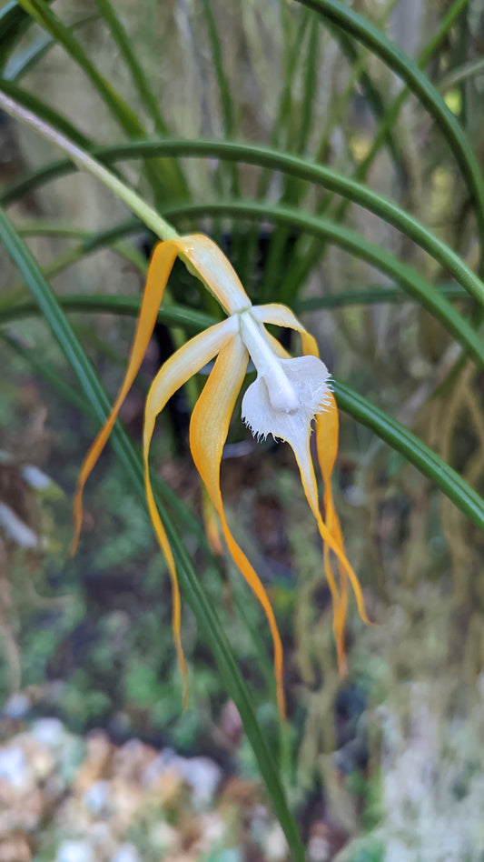 Brassavola appendiculata | Blooming size not in bloom