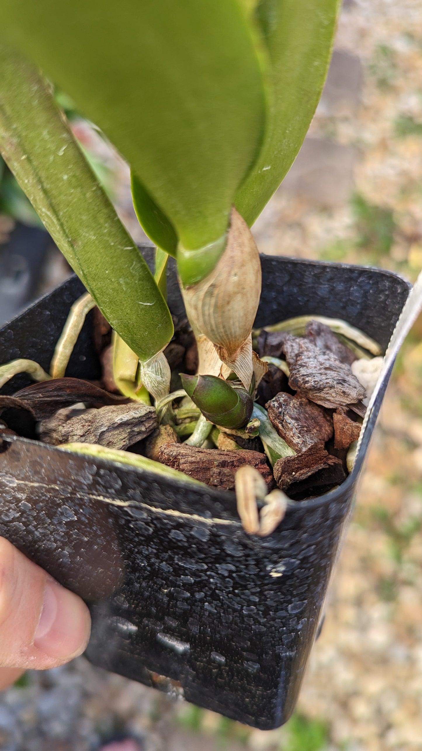 Pot. Jessie Lee 'Hawaii' | Blooming size notin bloom