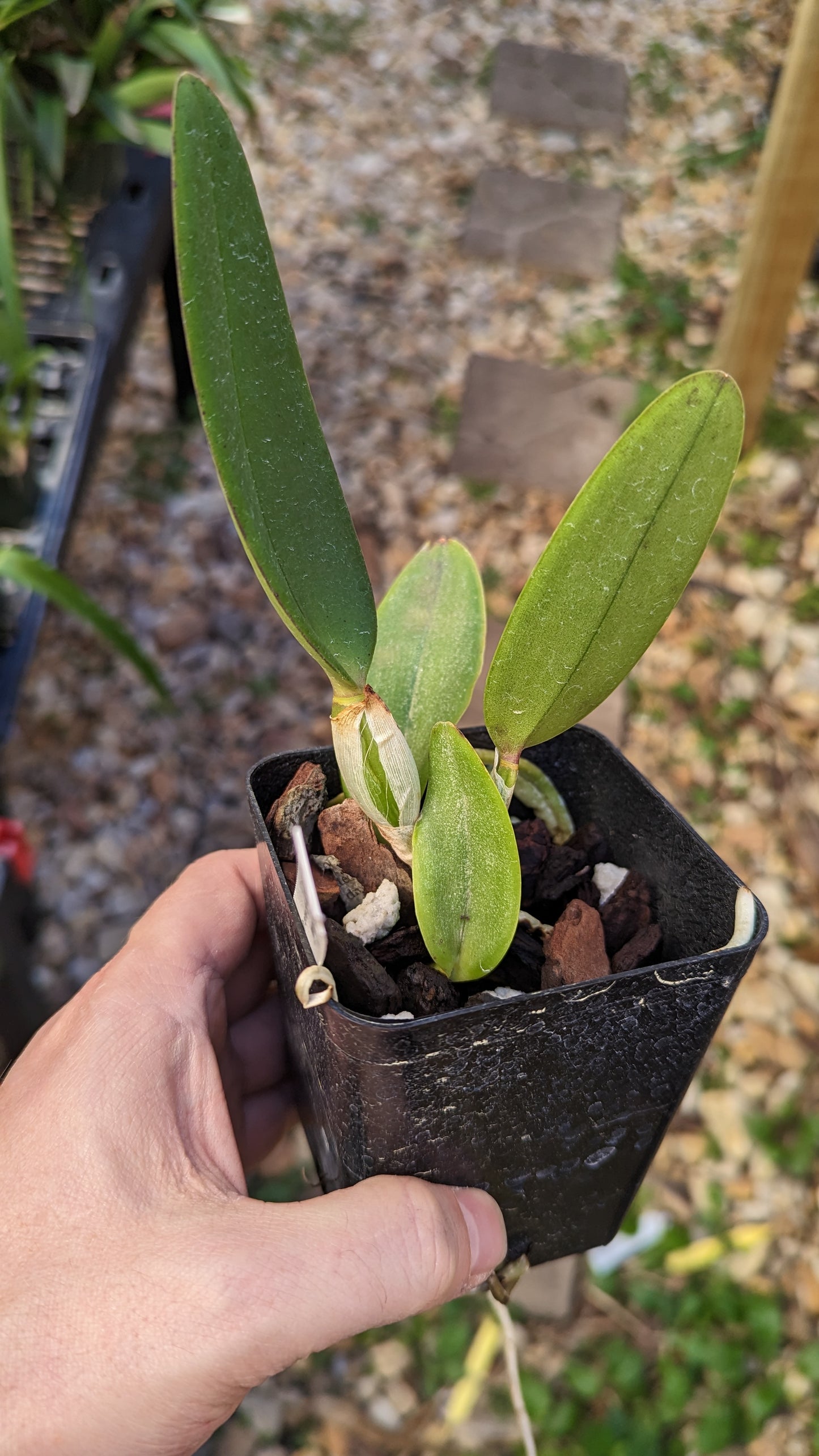 Blc. Rep. Clift Tsuji ‘Hawaii’ | Live Blooming size not in bloom