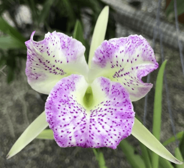 Brassocattleya Air Mosoa 'Mickey Mouse' - Barefoot Orchids