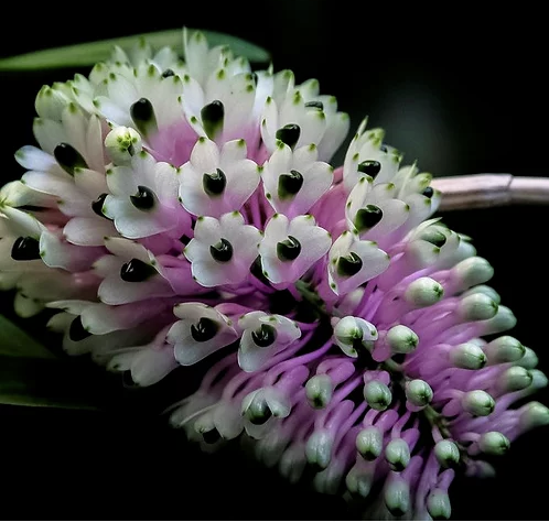 Dendrobium smillieae "Lee x HR Grant" - Barefoot Orchids