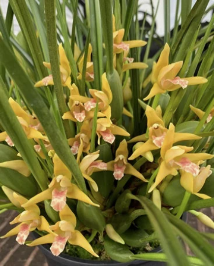 Maxillaria tenuifolia 'Yamada'(yellow) | Fragrant - Barefoot Orchids