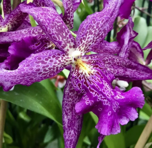 In SPIKE Bllra. Marfitch 'Howard's Dream' AM/AOS - Barefoot Orchids